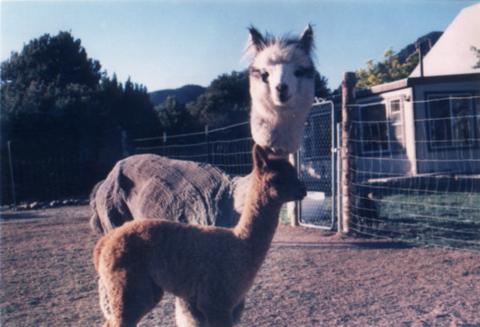 lamas